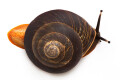 Pleurodonte excellens adult